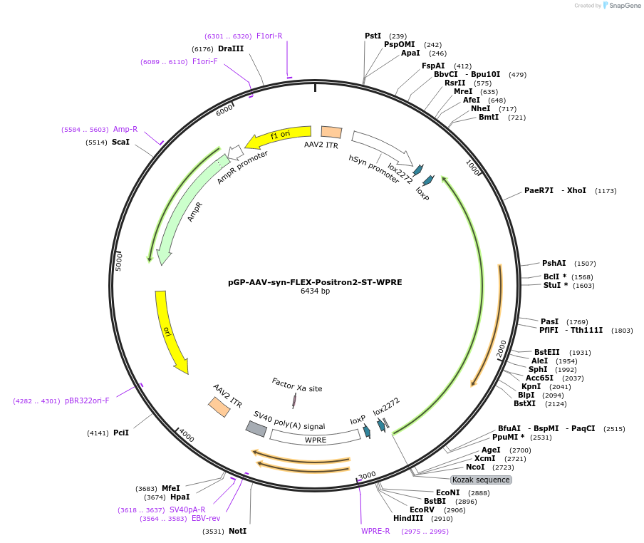 239080-plasmid-map-sequence-id-478701