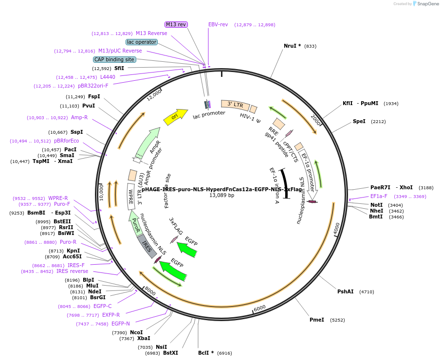 236376-plasmid-map-sequence-id-478702
