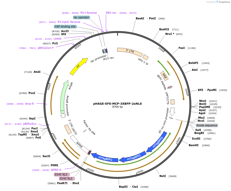 236371-plasmid-map-sequence-id-478704