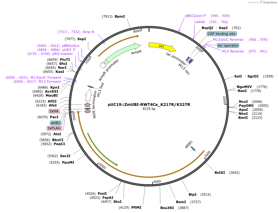 237511-plasmid-map-sequence-id-478720
