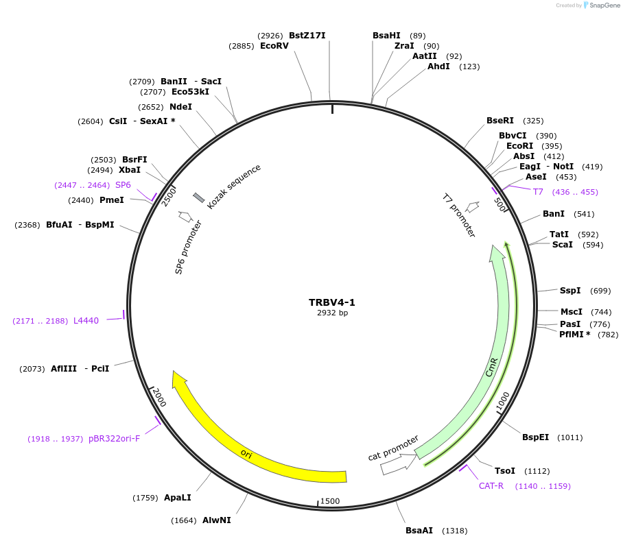 237905-plasmid-map-sequence-id-478723