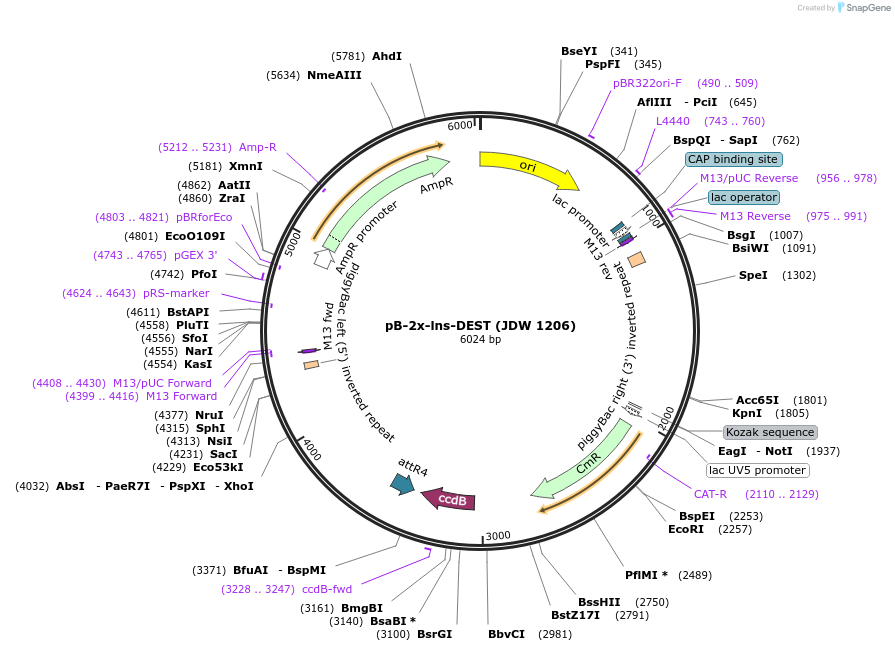229818-plasmid-map-sequence-id-478738