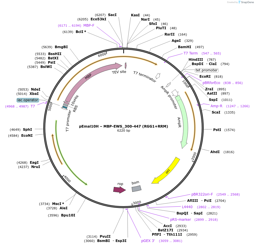 238369-plasmid-map-sequence-id-478743