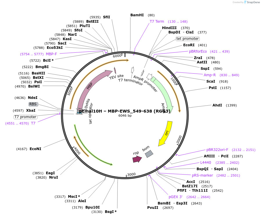 238370-plasmid-map-sequence-id-478744