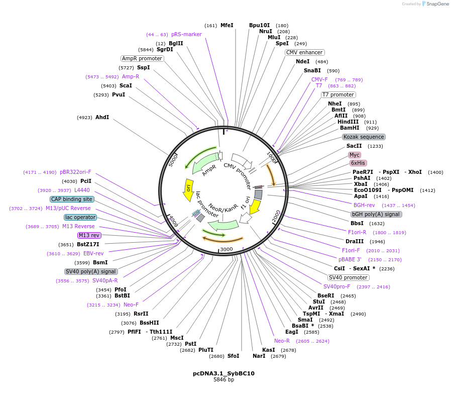 240997-plasmid-map-sequence-id-478752