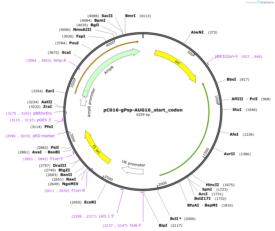 233612-plasmid-map-sequence-id-478755