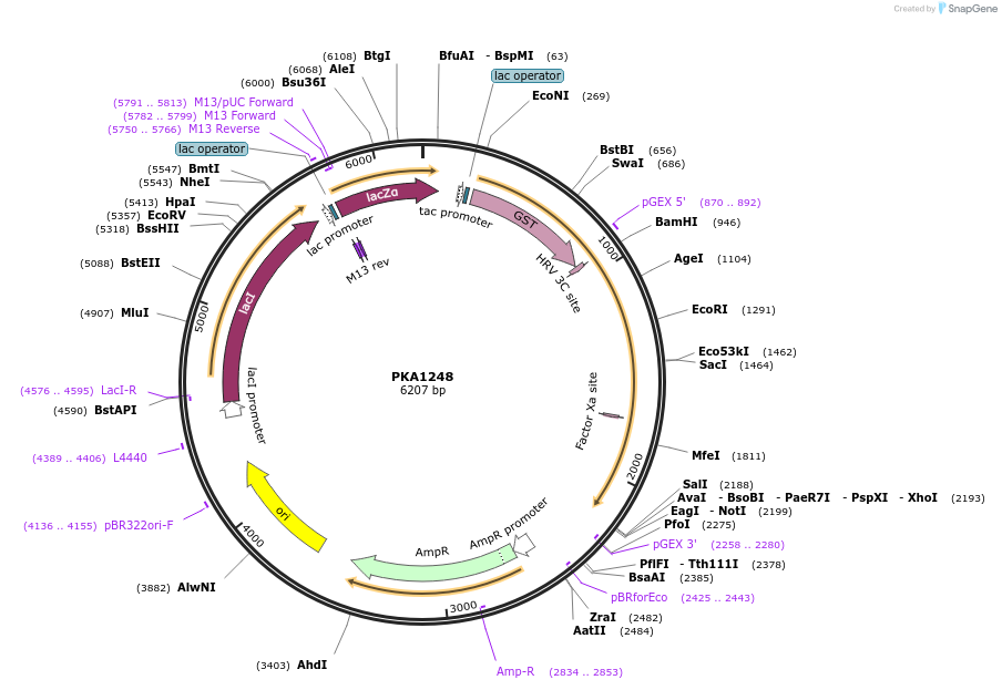 239369-plasmid-map-sequence-id-478757
