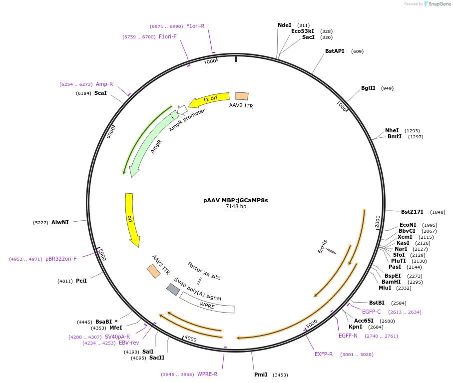 239683-plasmid-map-sequence-id-478758