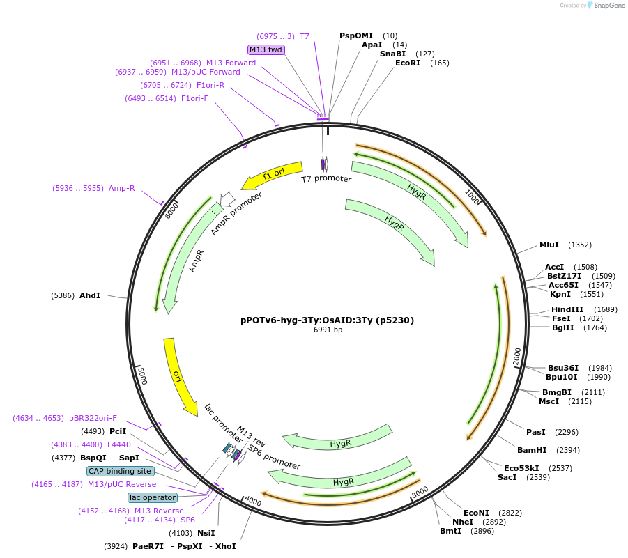 239362-plasmid-map-sequence-id-478759