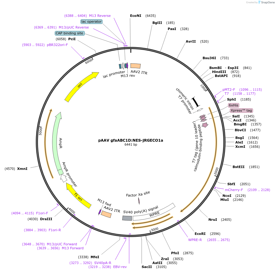 239682-plasmid-map-sequence-id-478760