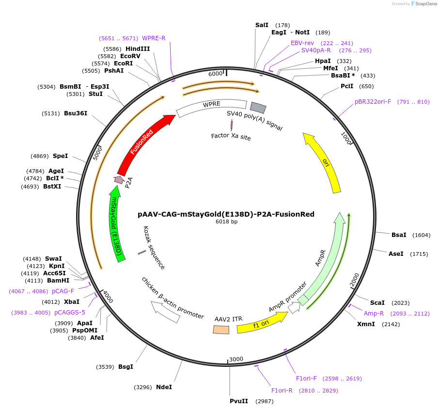 229564-plasmid-map-sequence-id-478761
