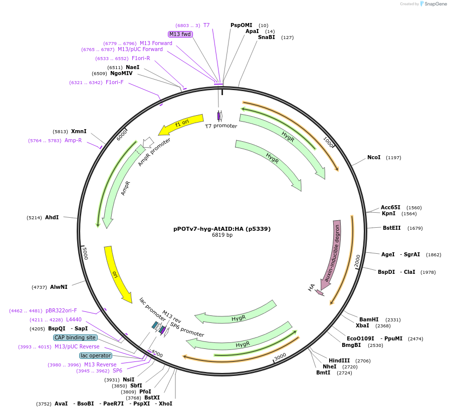 239363-plasmid-map-sequence-id-478762