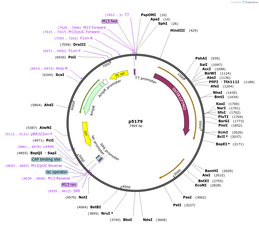 239358-plasmid-map-sequence-id-478763