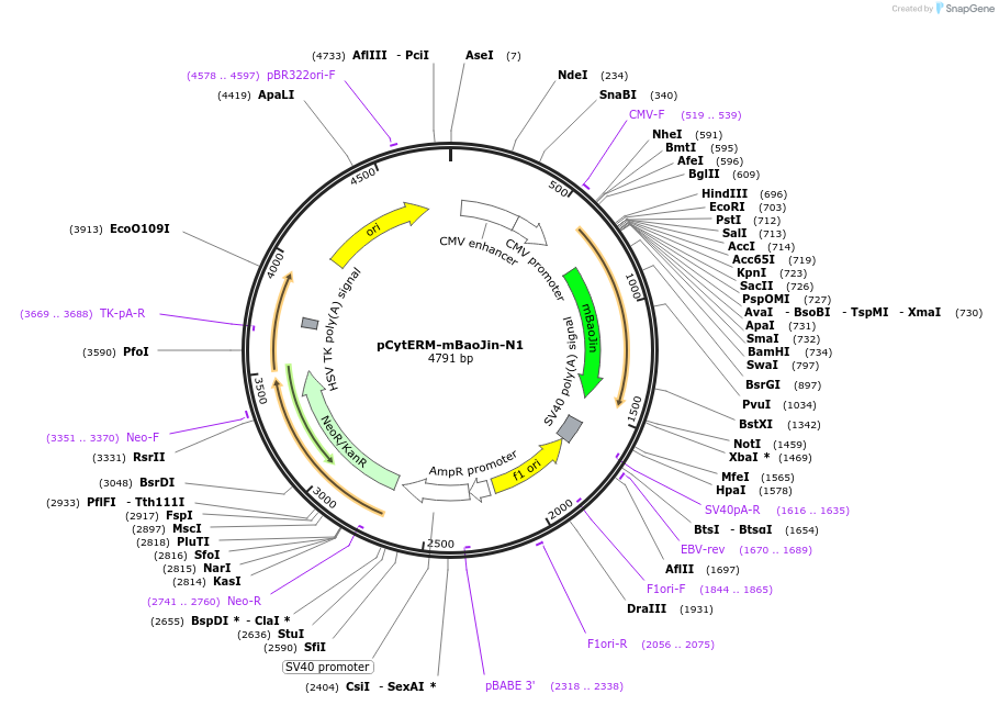 229567-plasmid-map-sequence-id-478764