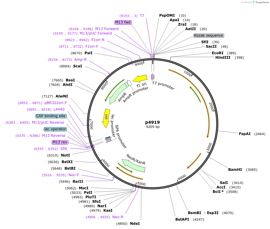 239357-plasmid-map-sequence-id-478765