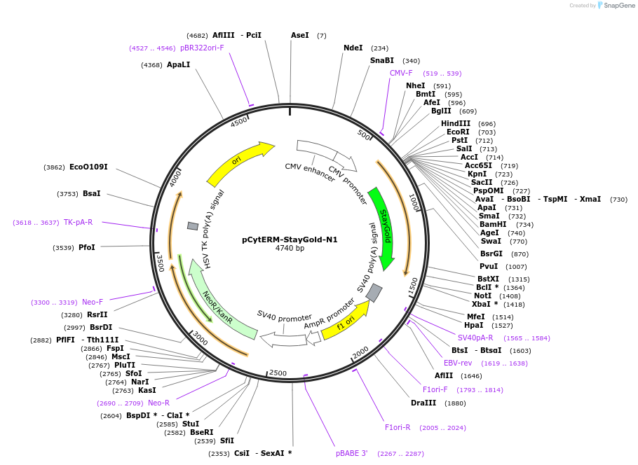 229568-plasmid-map-sequence-id-478766