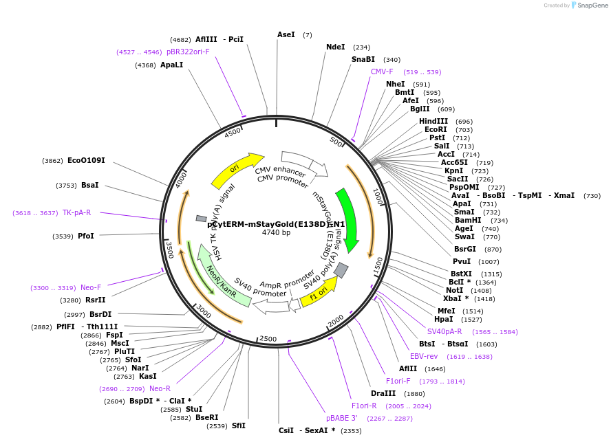 229569-plasmid-map-sequence-id-478767