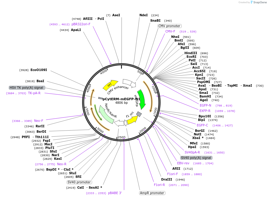229587-plasmid-map-sequence-id-478768