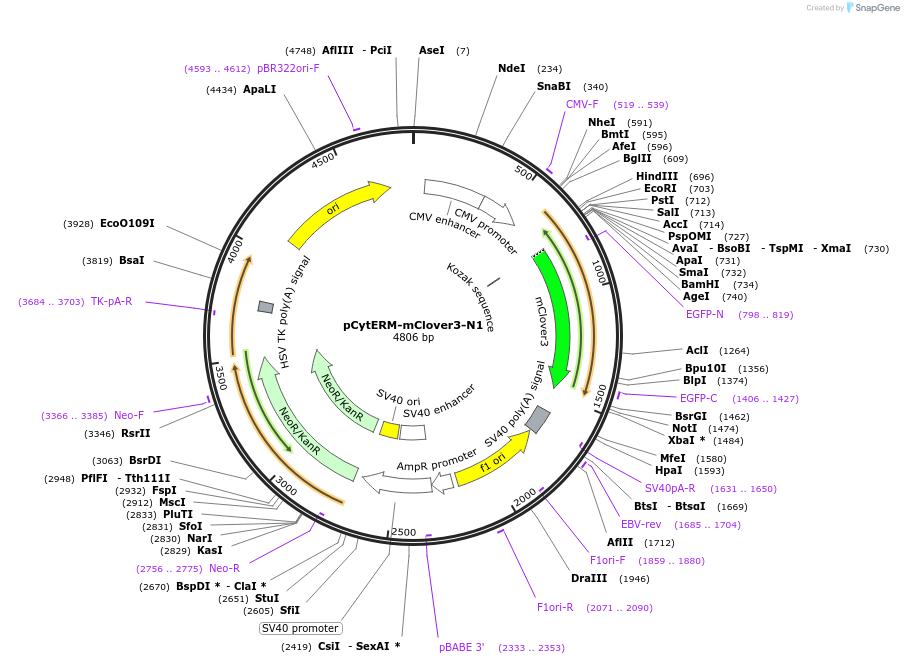 229588-plasmid-map-sequence-id-478769