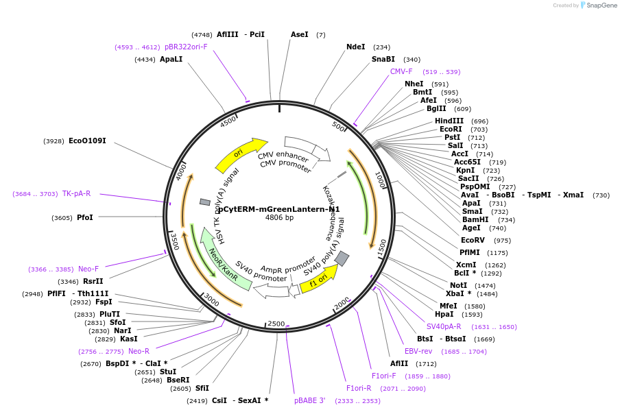229589-plasmid-map-sequence-id-478770