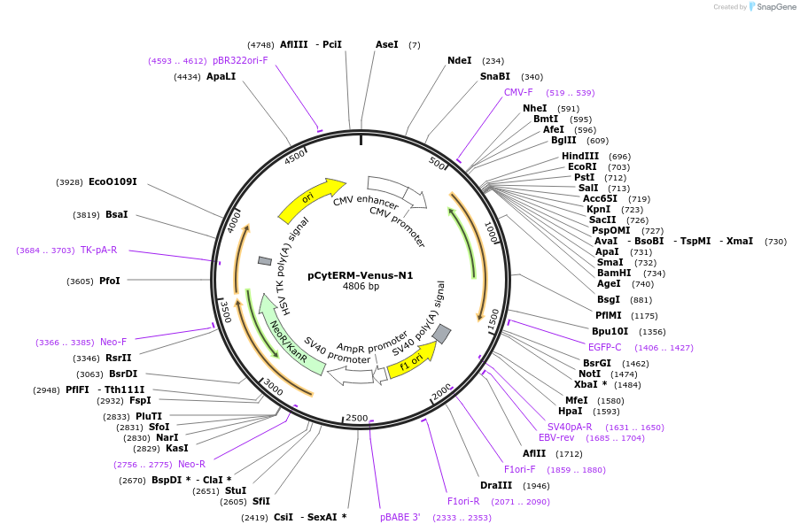 229590-plasmid-map-sequence-id-478800