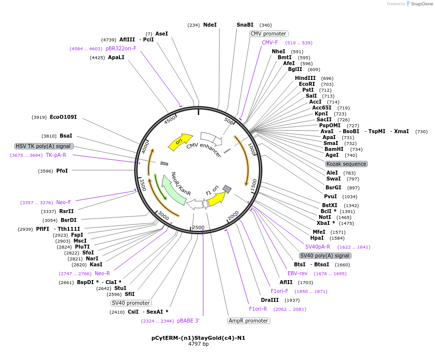 229591-plasmid-map-sequence-id-478801