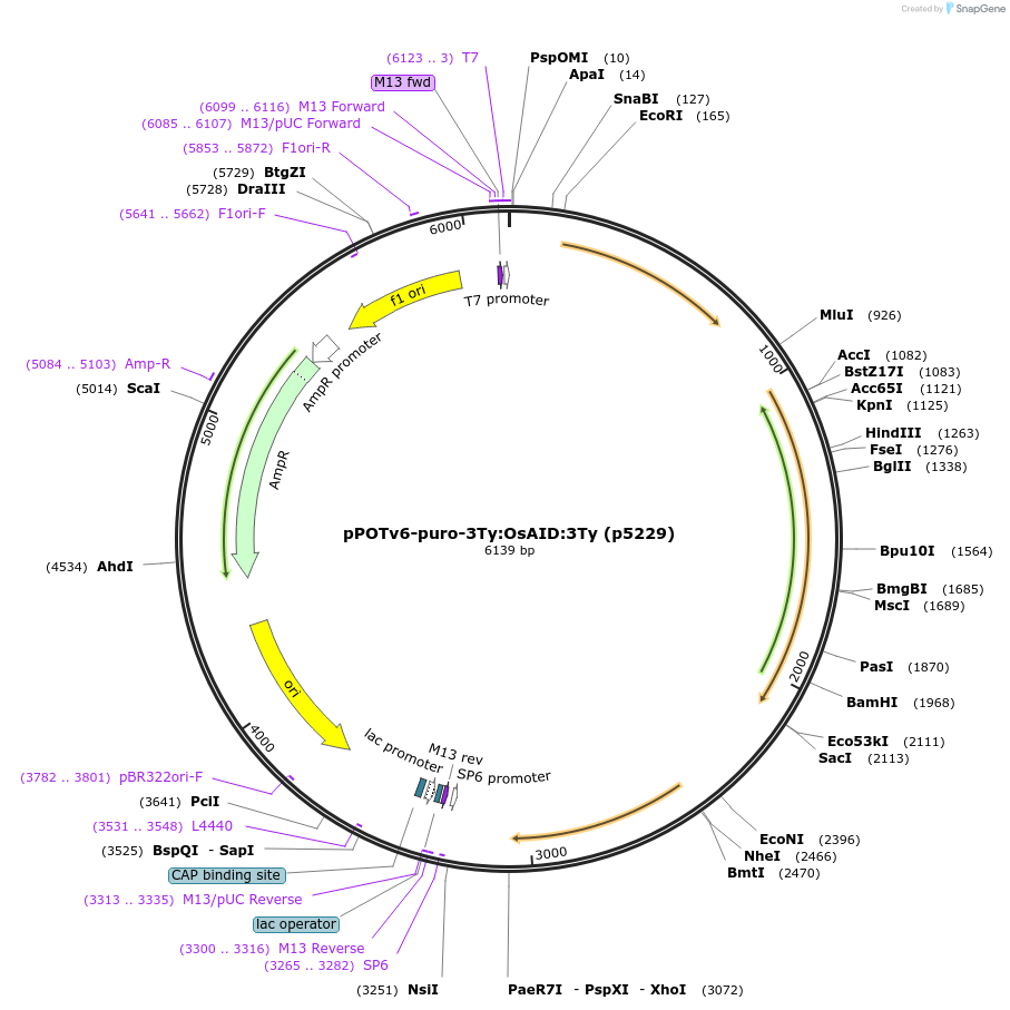 239361-plasmid-map-sequence-id-478802