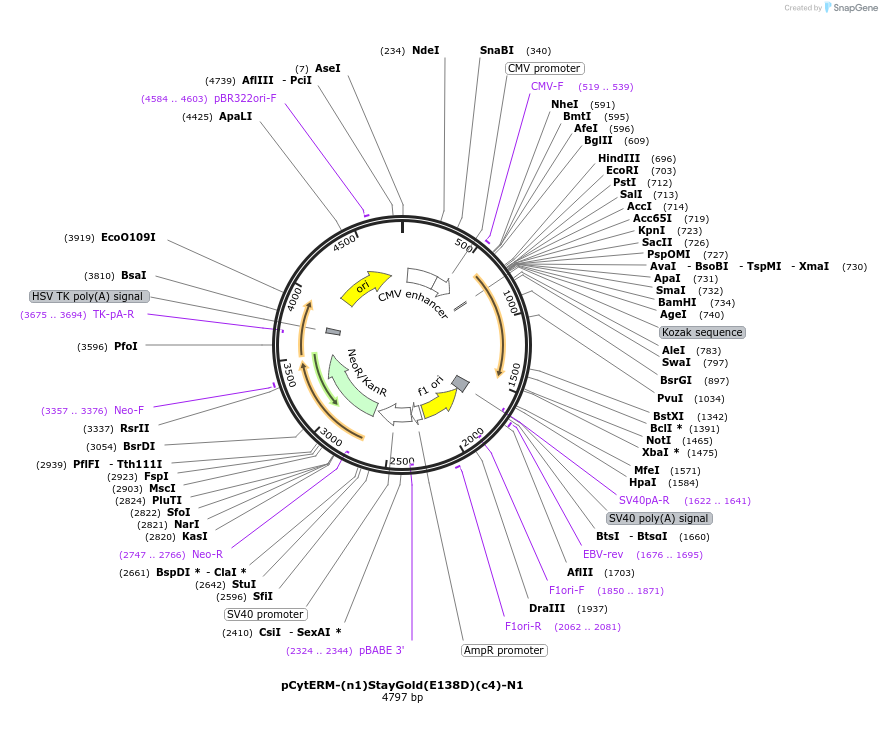 229596-plasmid-map-sequence-id-478803