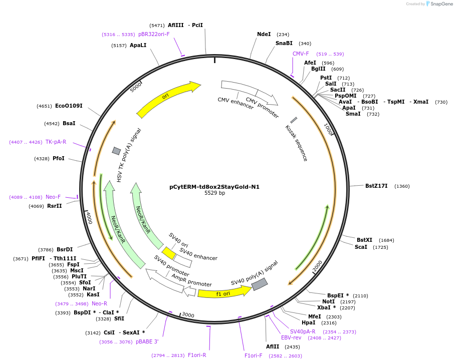229597-plasmid-map-sequence-id-478804