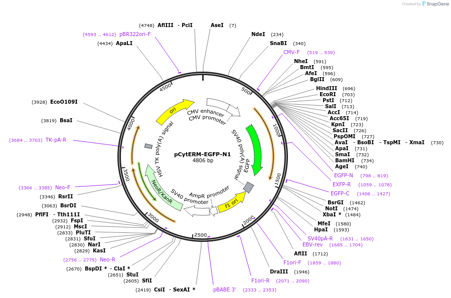 229598-plasmid-map-sequence-id-478806