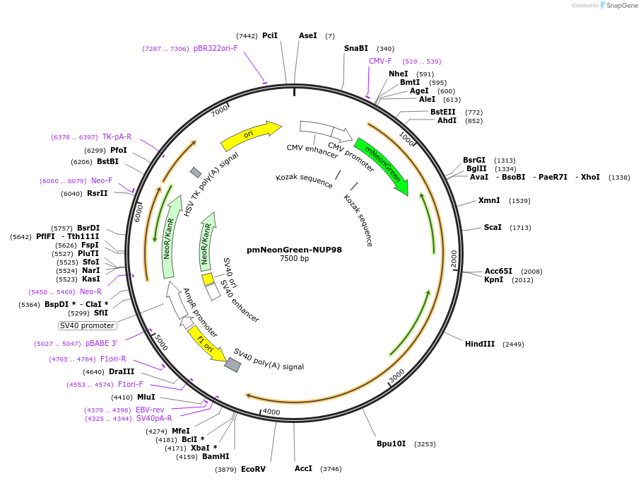 229595-plasmid-map-sequence-id-478807