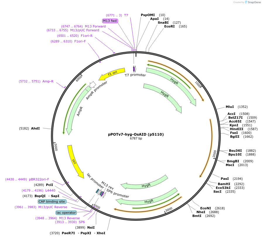 239360-plasmid-map-sequence-id-478808
