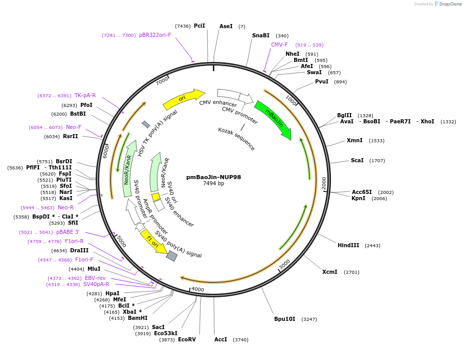 229594-plasmid-map-sequence-id-478810
