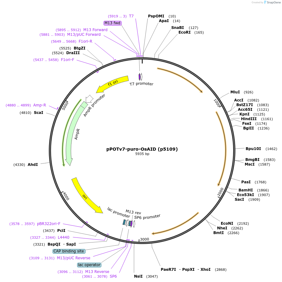 239359-plasmid-map-sequence-id-478812
