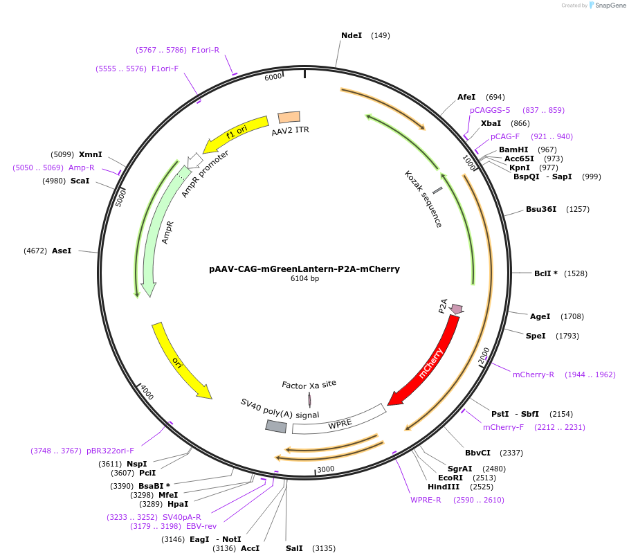 229605-plasmid-map-sequence-id-478875