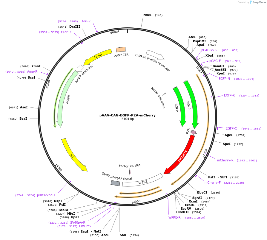 229604-plasmid-map-sequence-id-478876