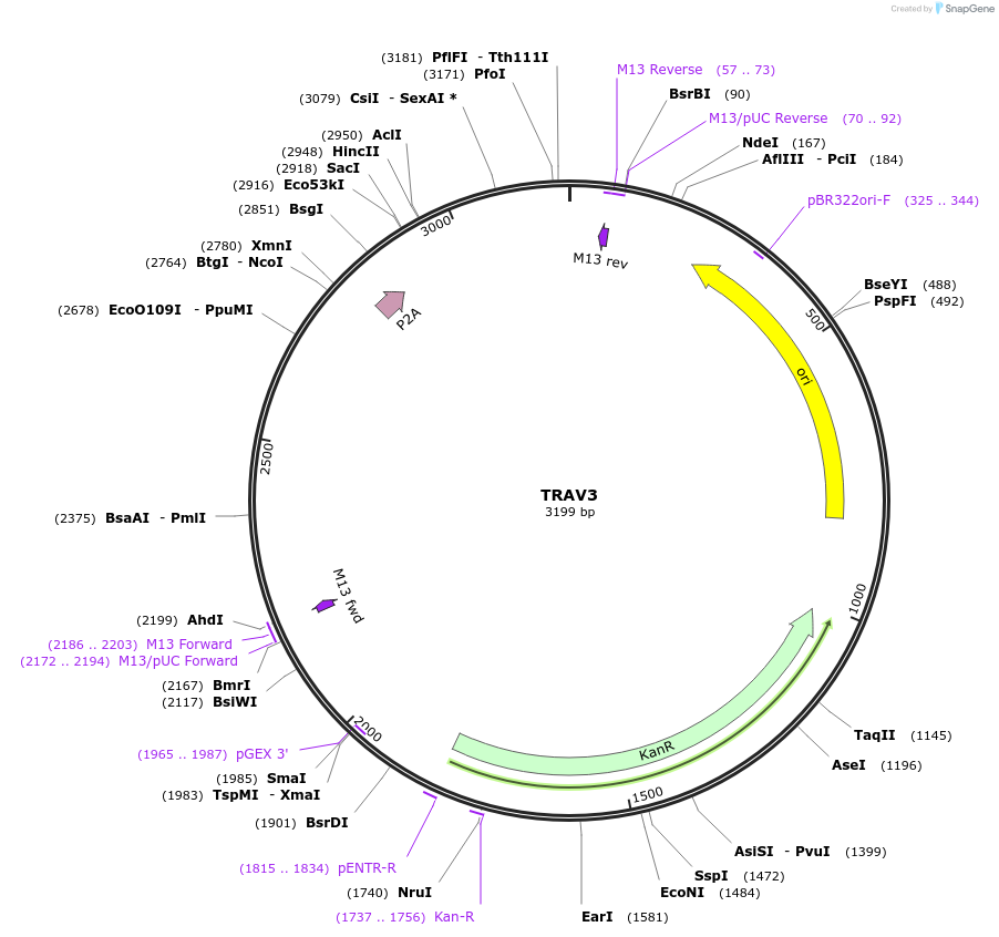 237954-plasmid-map-sequence-id-478878