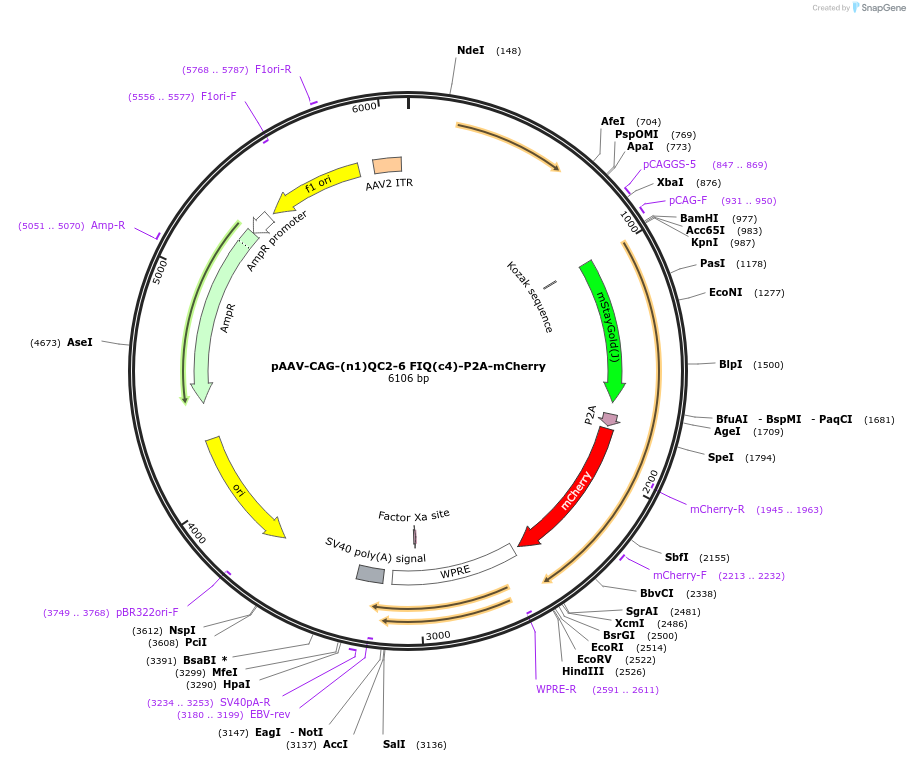 229602-plasmid-map-sequence-id-478886