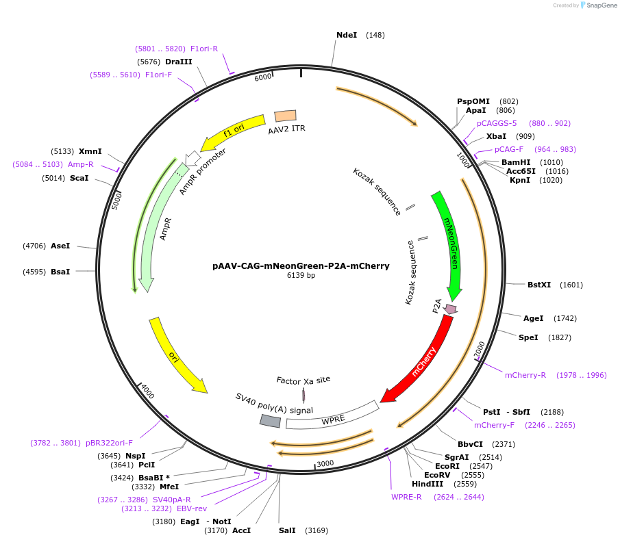 229600-plasmid-map-sequence-id-478888