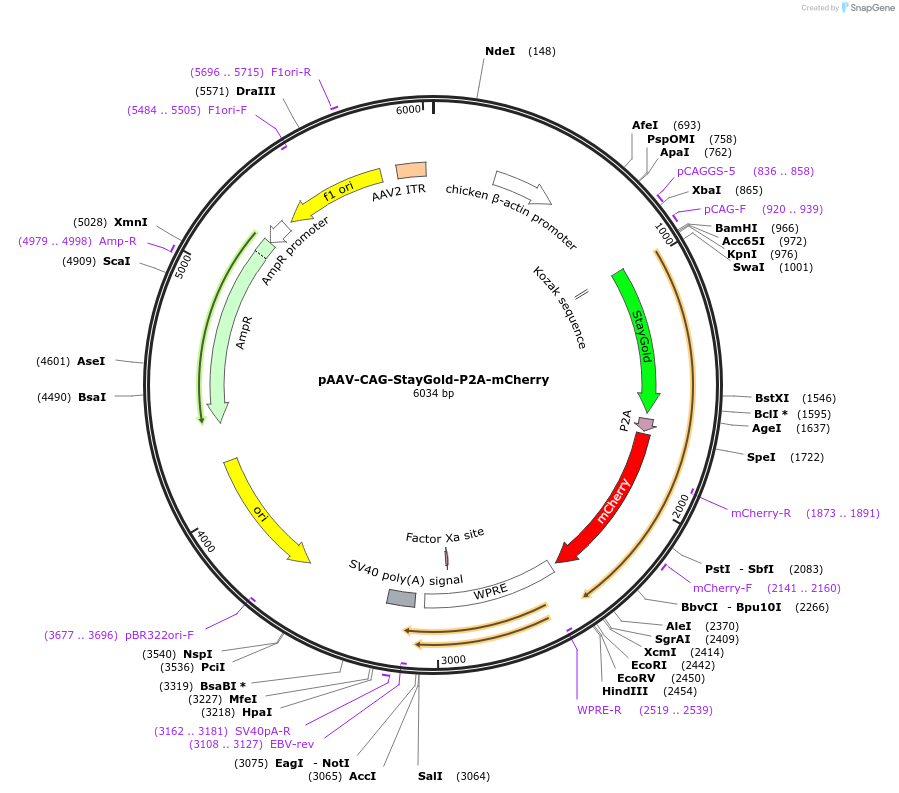 229599-plasmid-map-sequence-id-478889