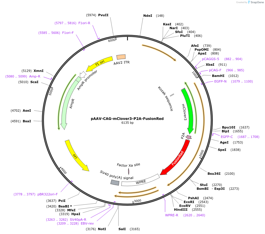 229592-plasmid-map-sequence-id-478890