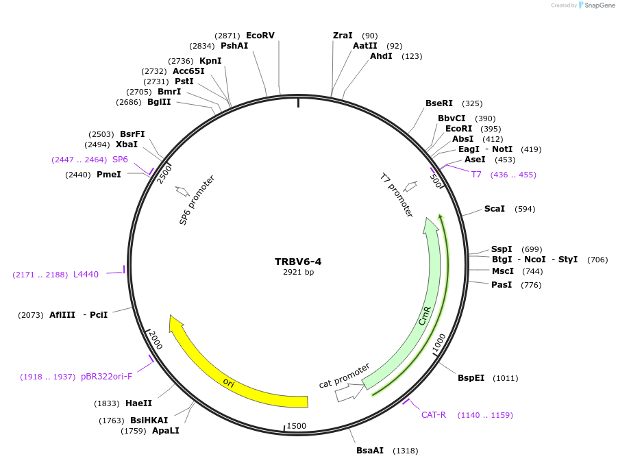 237916-plasmid-map-sequence-id-478894
