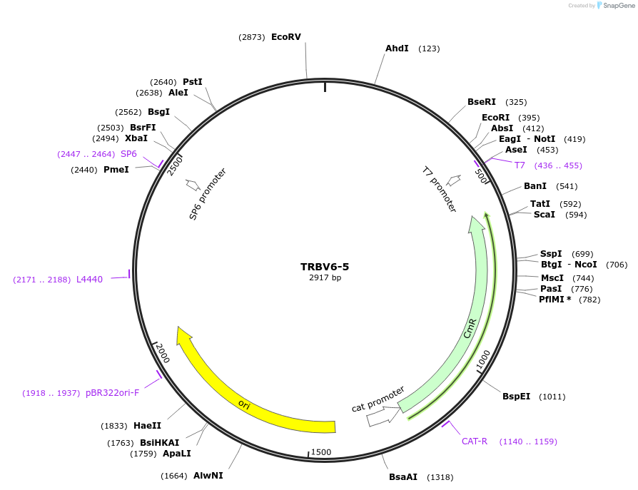 237917-plasmid-map-sequence-id-478895