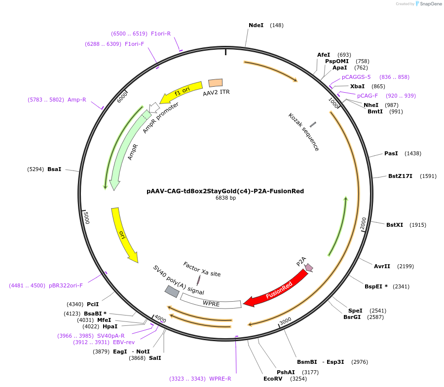 229585-plasmid-map-sequence-id-478896