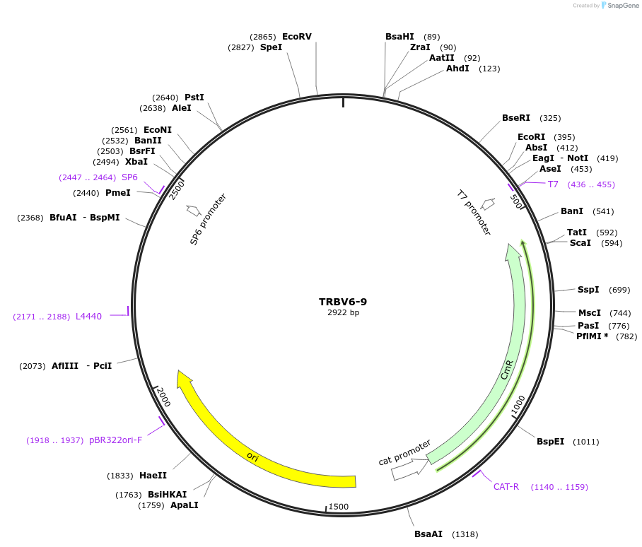237920-plasmid-map-sequence-id-478899