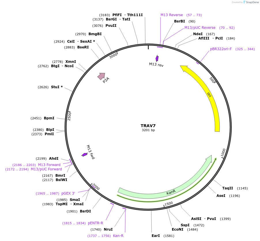 237958-plasmid-map-sequence-id-478900