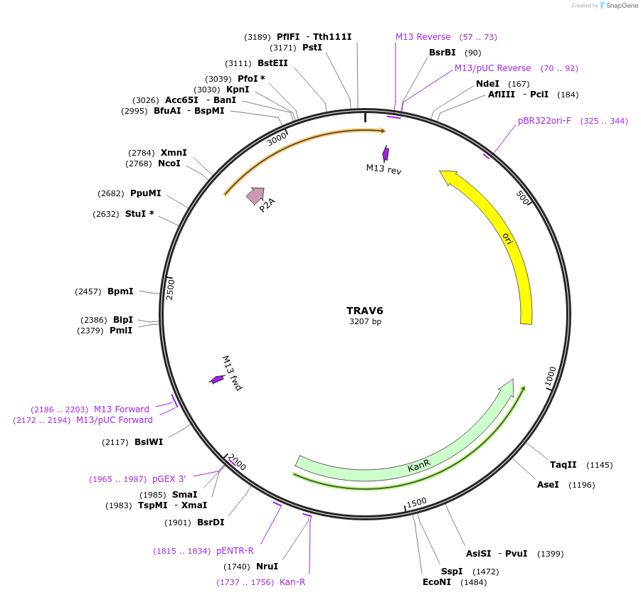 237957-plasmid-map-sequence-id-478901