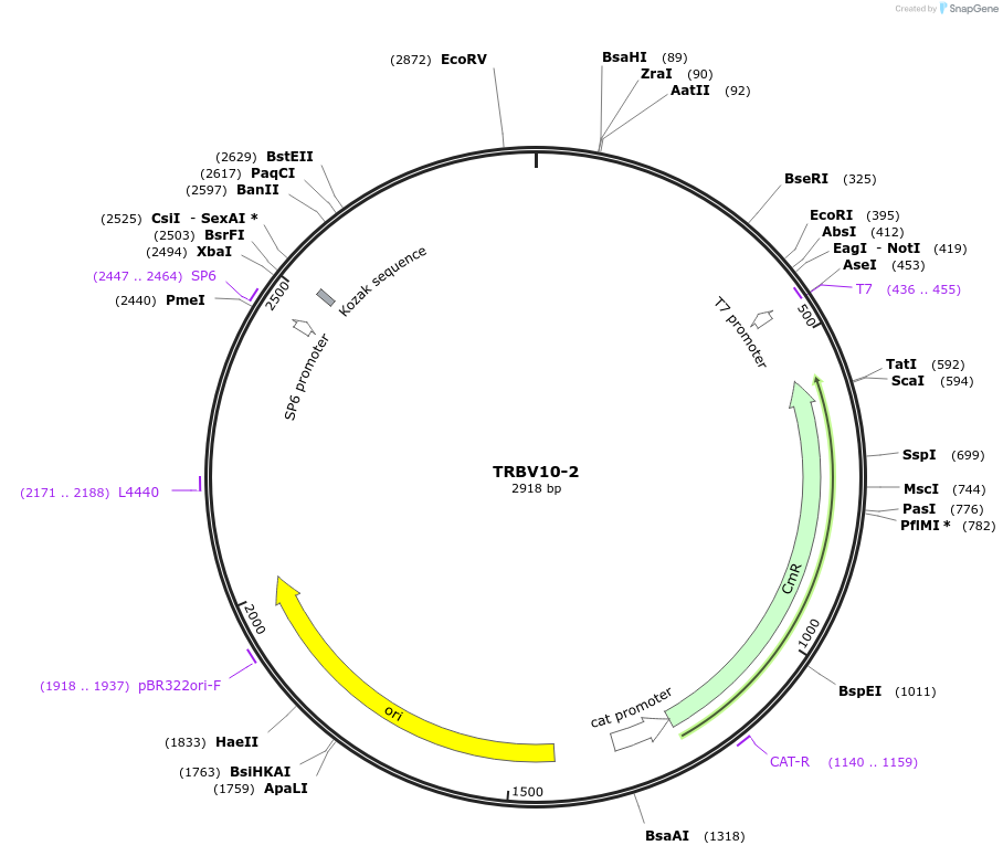 237930-plasmid-map-sequence-id-478902