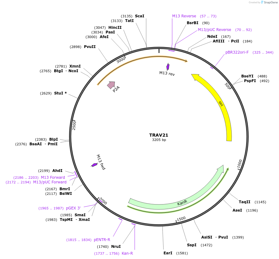 237978-plasmid-map-sequence-id-478908