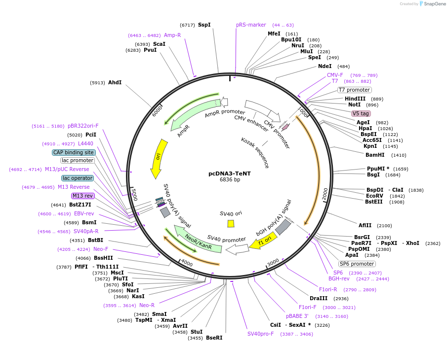 240977-plasmid-map-sequence-id-478917
